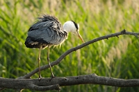 5379 Ardea cinerea (Airone cenerino)